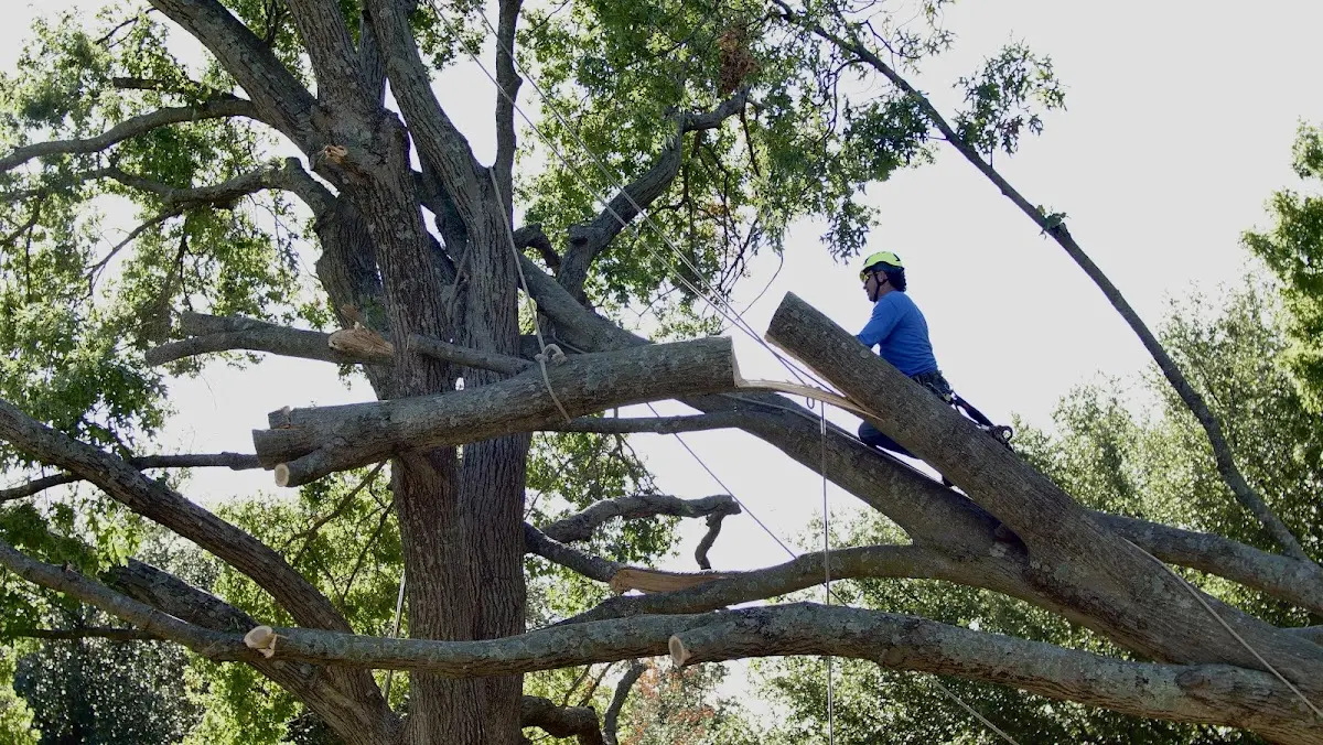 Professional Crown Thinning performed by certified arborists in Briscoe
